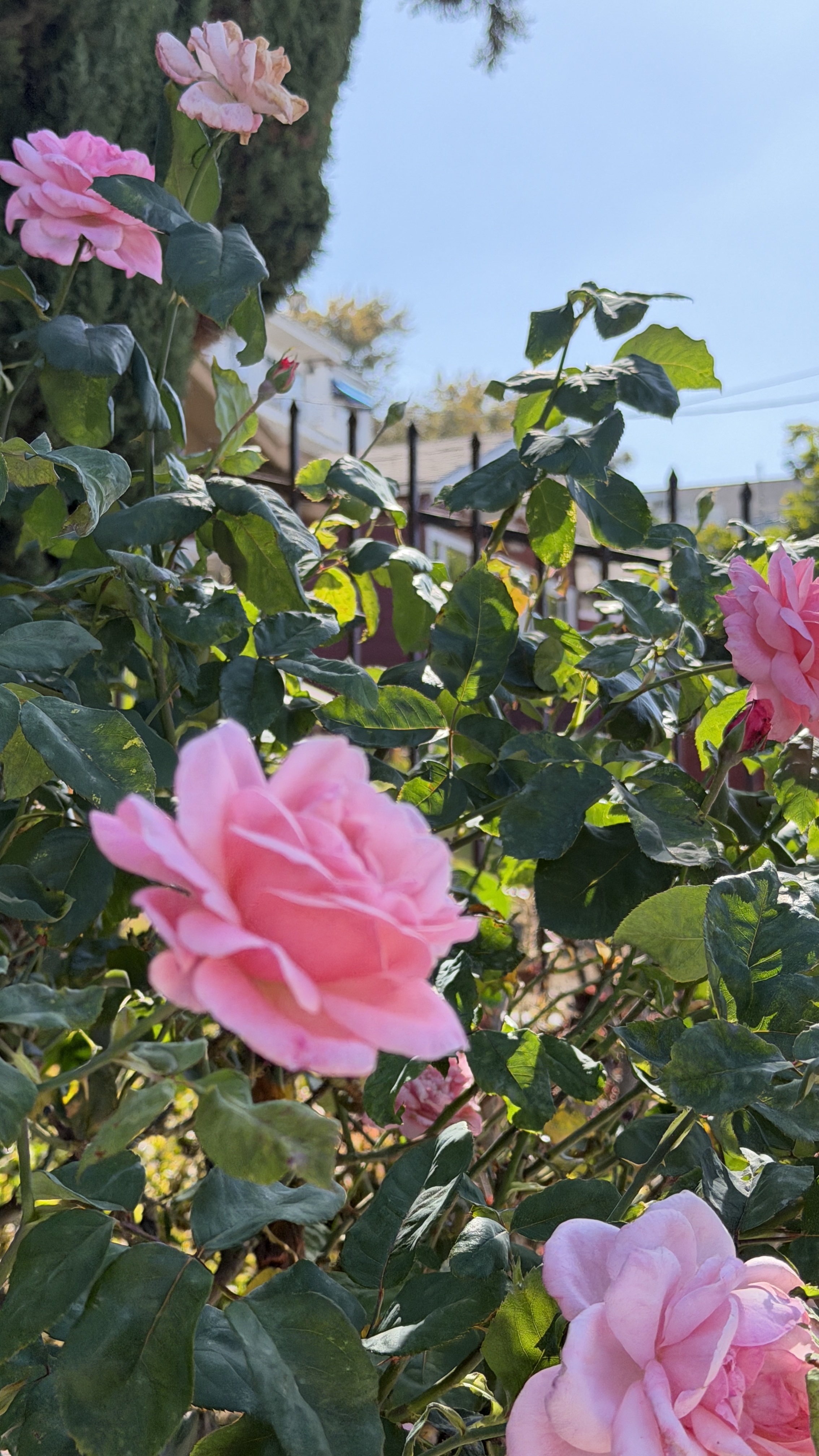 Pink roses
