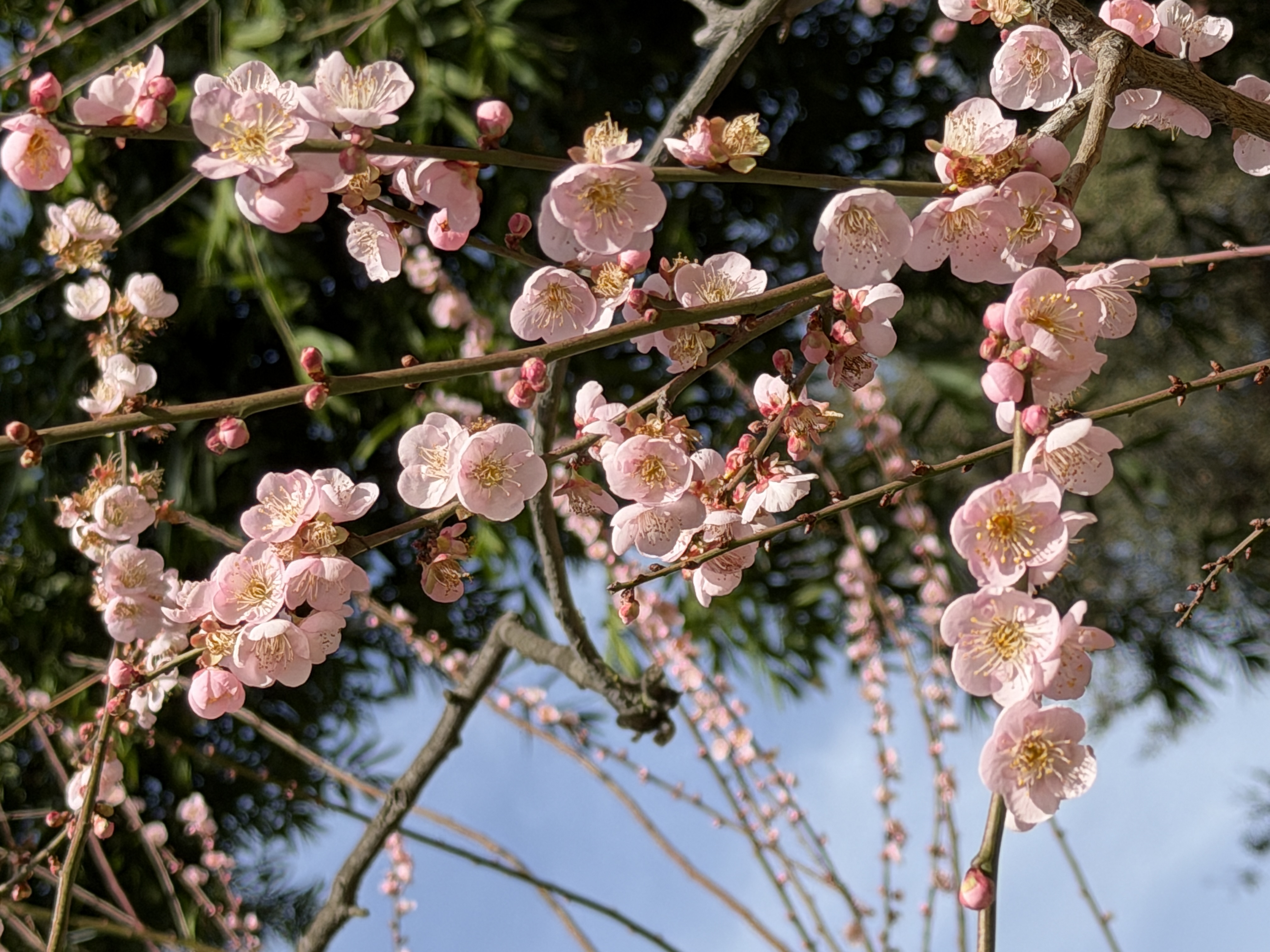 Cherry blossoms