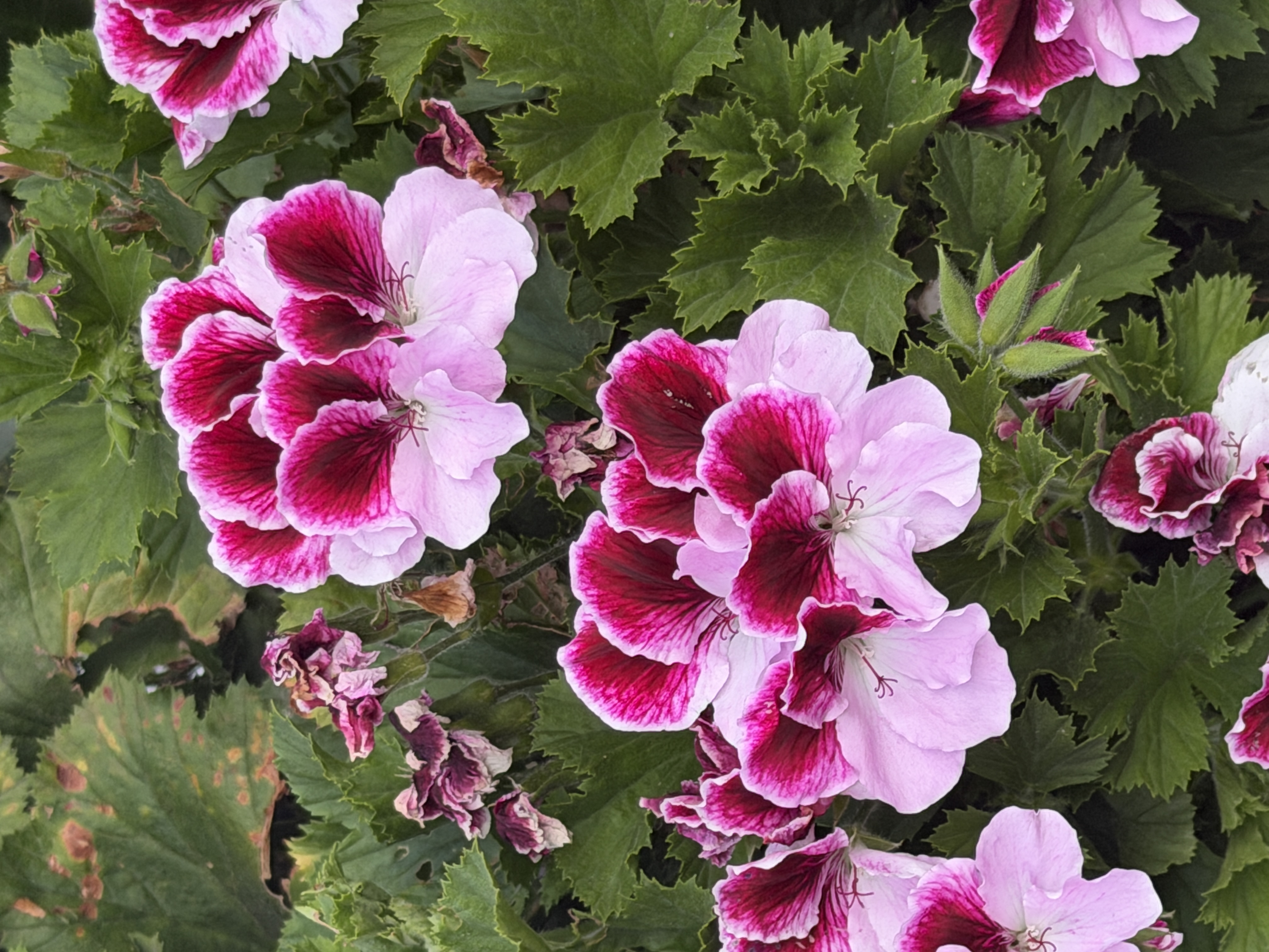 Pink garden bloom