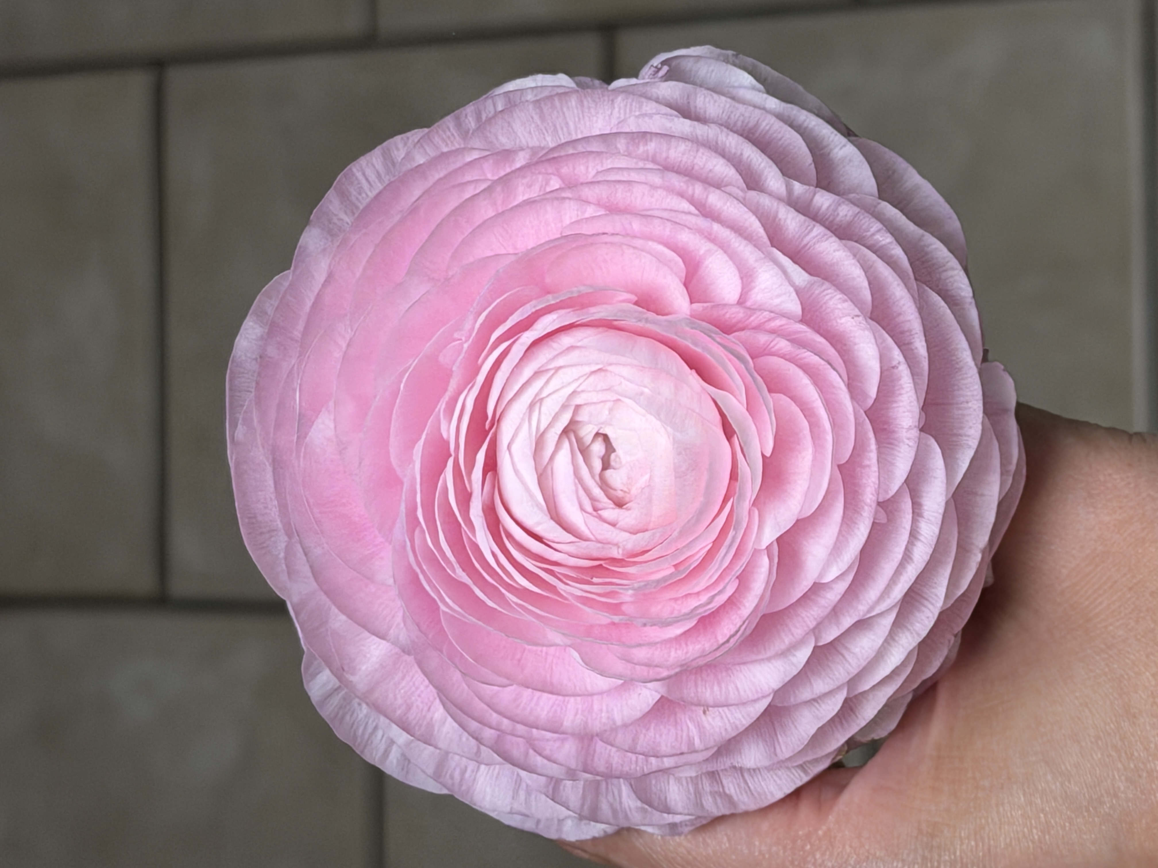 Ranunculus close-up
